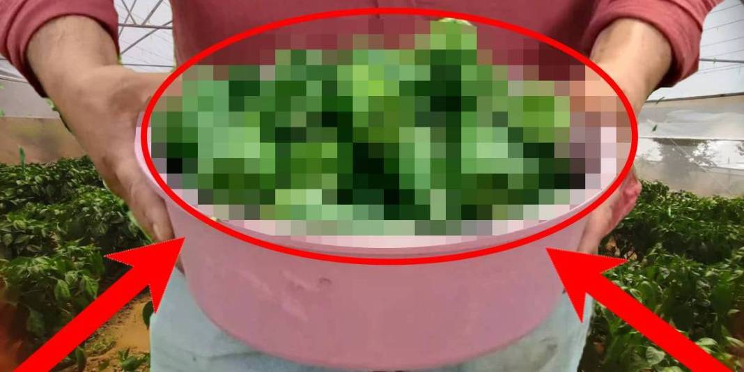 Etli ve gevrek yapısıyla dikkat çekiyor, ata tohumundan 150 yıldır yetişiyor! Bölgenin gözdesi: 250 TL’ye yok satıyor 1